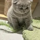 Scottish Fold Kitten Pure Breed
