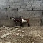 تيوس وشح