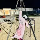 معلم مشويات