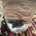 للبيع سمكة كبيرة زينه