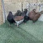 حمام كنق مدينا