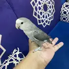 روز رماردي لون كاسكو