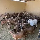 مراح واحد معز جنوبيات طيبه لون الصيد