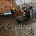 دجاج بلدي بياض