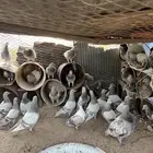 حمام فرنسي