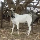تيس فحل