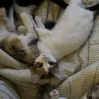 قطط 4 شهور للتبني