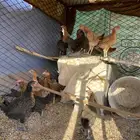 فروخ دجاج للبيع