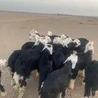 طليان نجد (( تم البيع ))