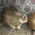 للبيع ذكور أنواع   إيطالي الموقع شيق