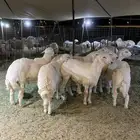ذبايح حري ذبائح مناسبات يوجد صلخ وتوصيل