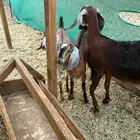 عنز فاخره معها تيس وجفره