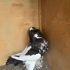 حمام زينه منوع