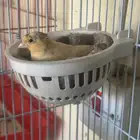 انثى كناري جزريه كرست (( تم البيع ))