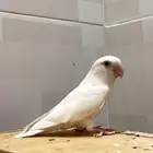 ذكر روز منتج