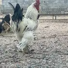 دجاج براهما للبيع