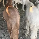 مشاريع فحول وتهجين درماني