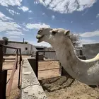 البيع بعير فحل كفو انتاج طيب