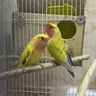 جوز روز منتج لون مميز