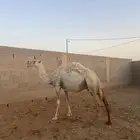 ناقه عشرا توه مبيوع ولدها