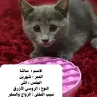 مطلوب ناس تخاف الله فيهم وتفهم بتربية القطط