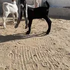 عرض وبيع تيس حجازي اسود وين اهل عوارض