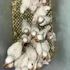 فروخ روز البينو صافي ومميزه وهدد قريب