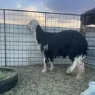 خروف نجدي