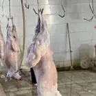 سواكن تربيه فل شحم ولحم وطليان حريه