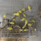 الزواج باجي لاتينو