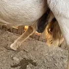 نعجة للبيع دافع