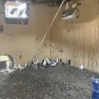 حمام للبيع رجال المع رقعاء