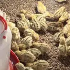 صوص صيصان سمان فري شرط صحه ممتازه