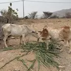 بقر دفع