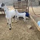 مشروع فحل بيشي فاخر سابق عمره ماشالله