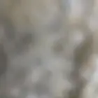 مطلوب زغاليل زاجل 2500 طير