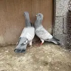 زوج بياملي على مشمشي
