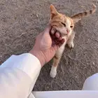 للتبني للتبني