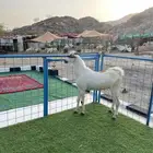 للبيع تيس بيشي