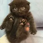 سكوتش تربل فولد العمر 55 يوم