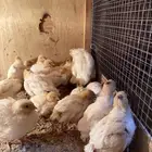 للبيع فري سمان تكساس الامريكي