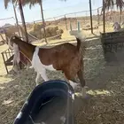 تيس