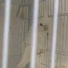 ثلاثه ذكور كروان منتجه مشروطه