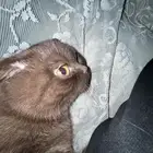 قط سكوتش فولد