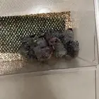 فرخين رد لوري غر ( تم البيع )