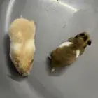 همسترين للانتاج