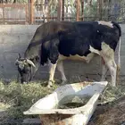 ثور