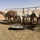 حشو للبيع