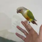 كنيور اليف