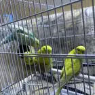 زوجين بادجي ب150 عرض خاص (((تم البيع)))